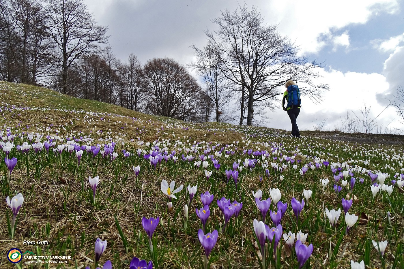 01 Distese di crocus salendo da Avolasio ai Piani d'Artavaggio.JPG -                                